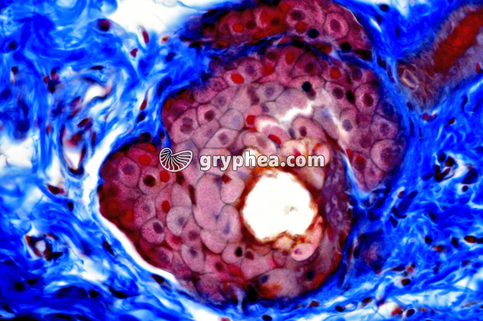 Glande sébacée Paupière x 160 - gryphea.com